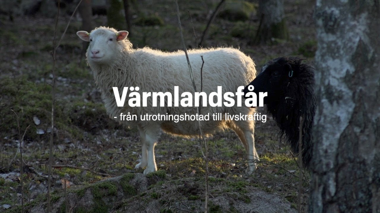 Värmlandsfår - från utrotningshotad till livskraftig