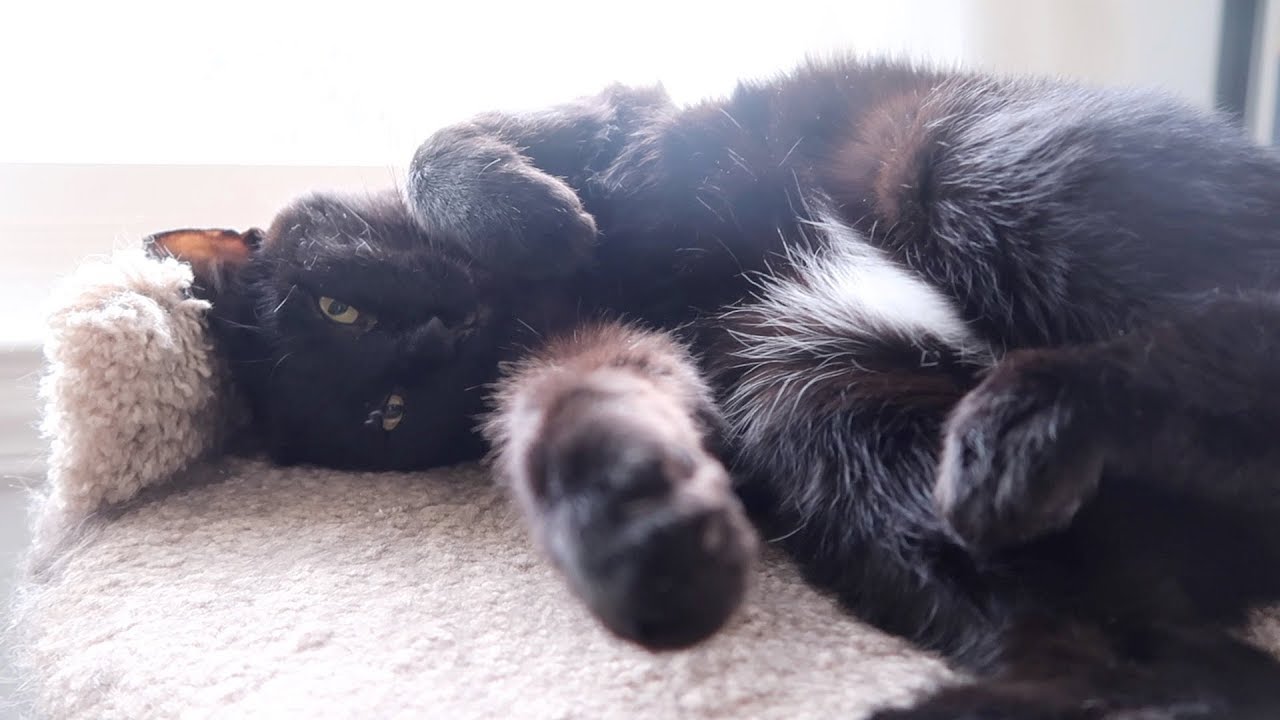 funny cats sleeping in weird positions compilation 2014 funnyplox Boo Year 2 # 163 - Scratchy Rug Play Time, Boo Meows For Food, Cat Food Mukbang