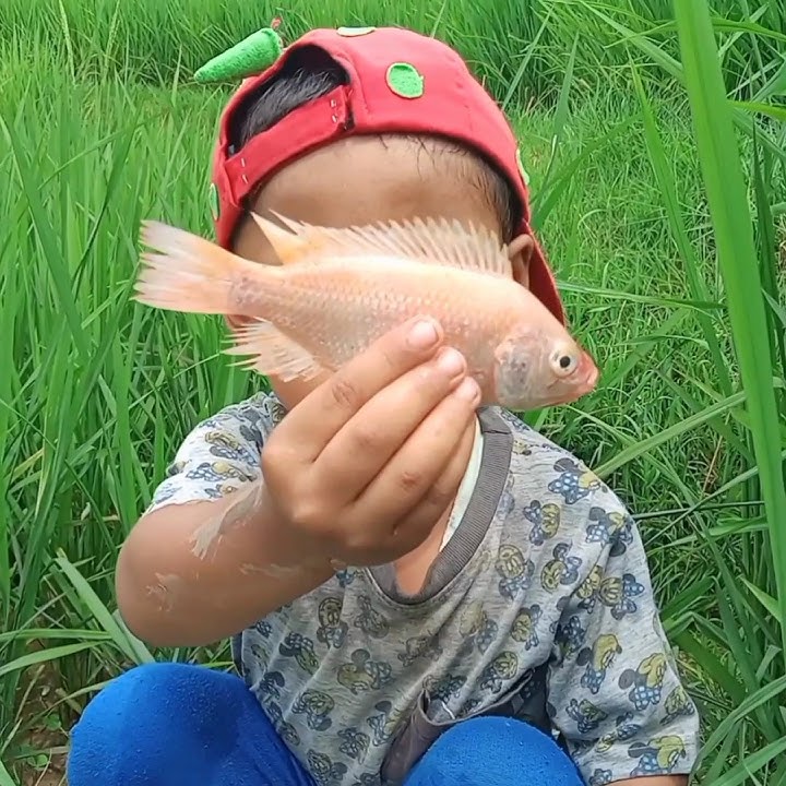 Petualangan Seru: Tangkap Ikan di Sawah, Dapat Ikan Lele Anakan dan Nila!