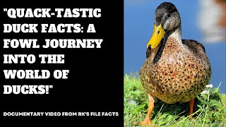 Quack-tastic Duck Facts: A Fowl Journey into the World of Ducks!