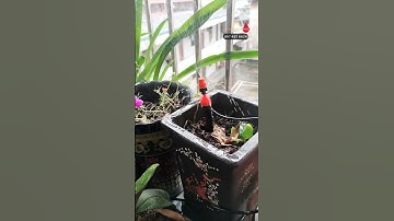 Béc tưới trong chậu cây 2 trong 1 vừa phun sương vừa nhỏ giọt GIÁ RẺ#bectuoi