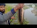 சப்ஸ்கிரைபர் அனுப்பிய மயில் விரால் வீடியோ#fishing