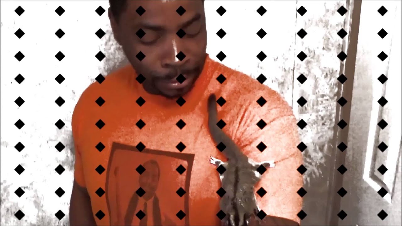 Sugar gliders can really fly.... - YouTube