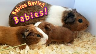 How Old Do Guinea Pigs Start Having Babies?