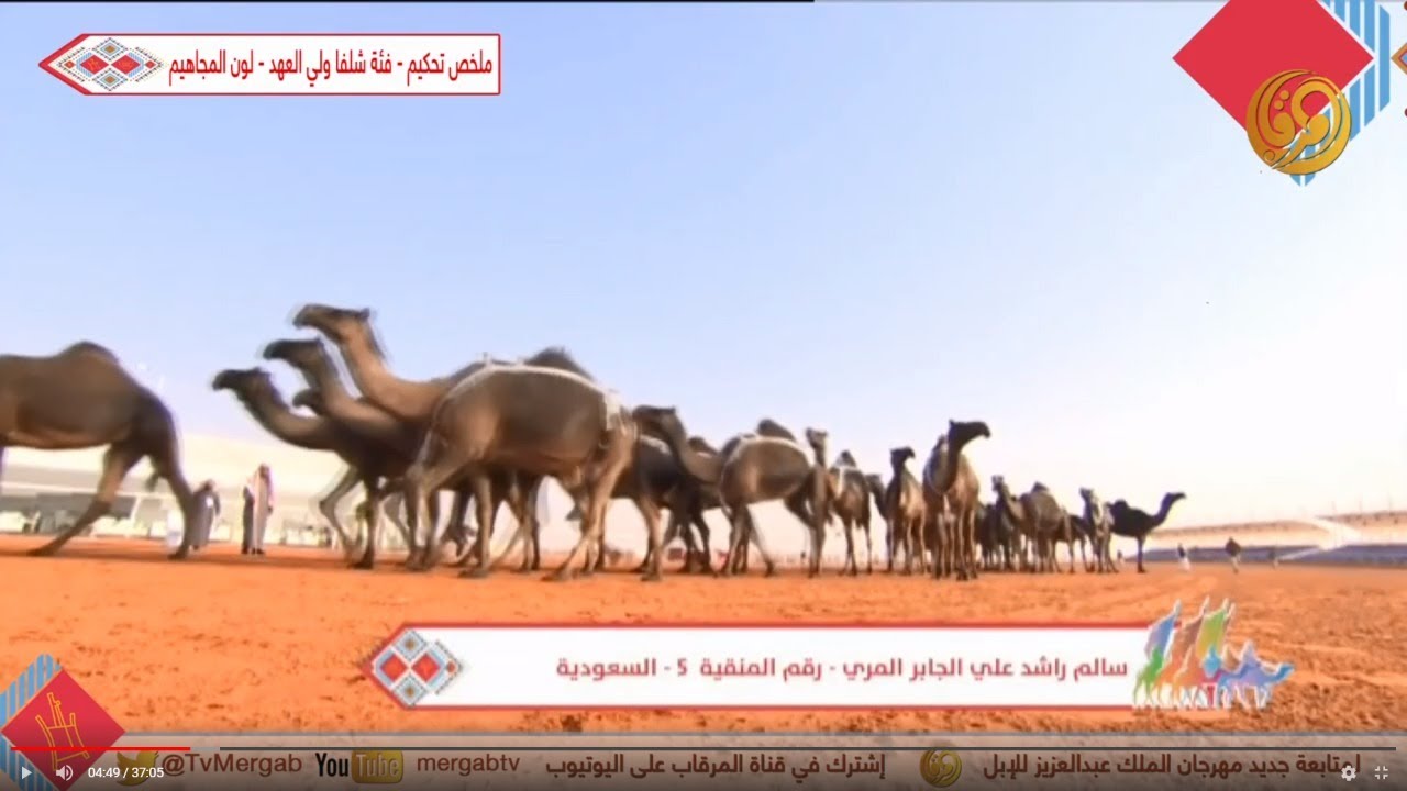 ملخص تحكيم - فئة شلفا ولي العهد - 30 جمل - لون المجاهيم #مهرجان_الملك_عبدالعزيز_للإبل_4 #مزاين_الإبل