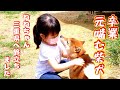 【元噛む柴犬】ねねちゃん三重県へ卒業して行きました❗️