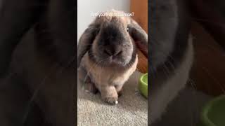 what kinda question is that ....#bunny #bunnyofinstagram #bunnygram #bunnyoftheworld #bunnyoftheday