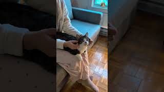 Ton chat t'aime ? ❤️ #chat #chats #cat #catlove #catsoftiktok #catsofinstagram #catsofyoutube #cats