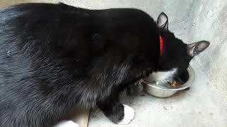 동네 횟집 고양이 깜순이 2018092601
