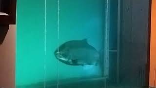 Bonneville Dam fish viewing window salmon!