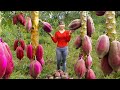 Harvesting jackfruit  chili goes to market sell cook rice in bamboo tube  tiu vn daily life