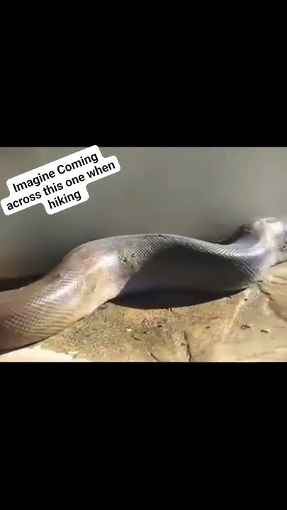 Biggest Snake On Earth Giant Python YouTube which-is-biggest-of-the-7-largest-extinct-crocodiles-youtube