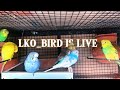 beutiful budgies morning live