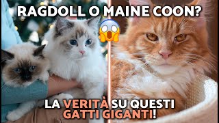 Maine Coon vs. Ragdoll 🐈🦁 Gentle giants compared! (ALL the differences)
