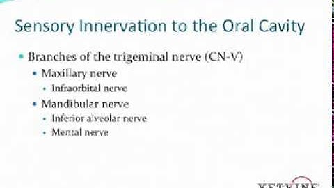 Dental Nerve Blocks - Anatomic Considerations