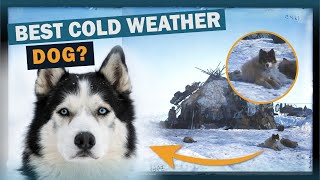 Cold Weather Canines | Talkin' Dogs | CKC