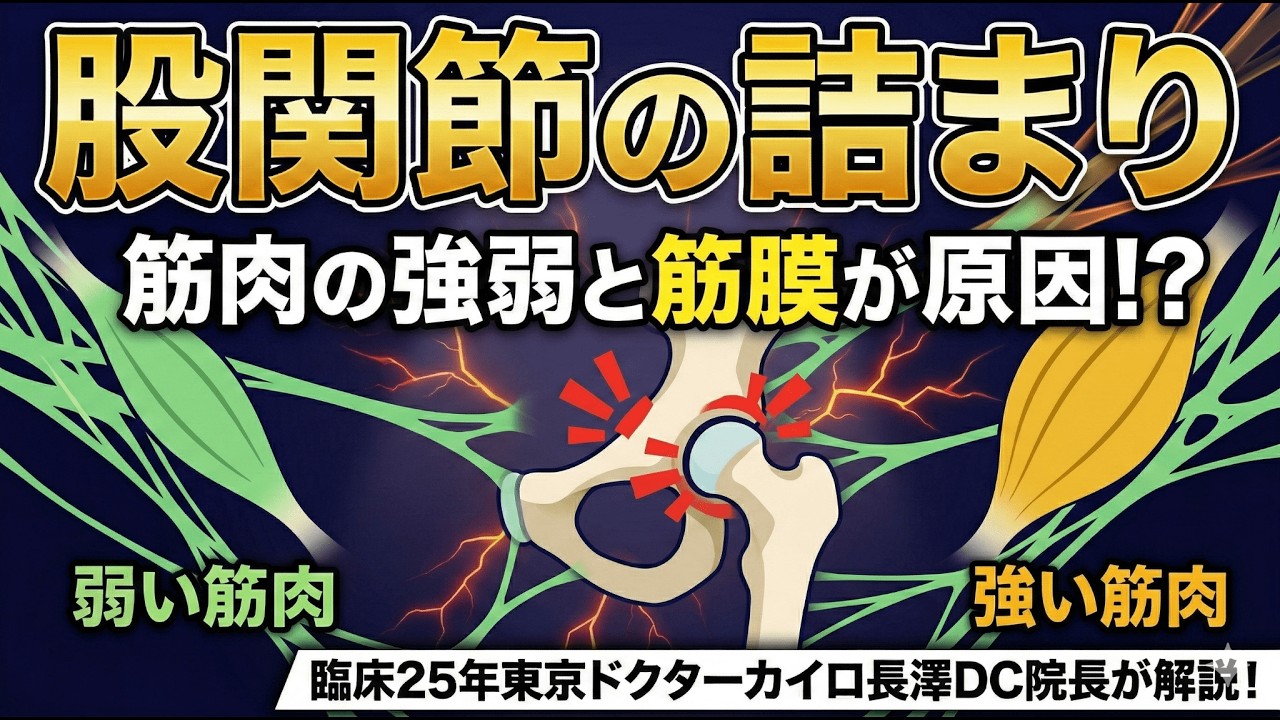 股関節の詰まり・筋肉の強弱と筋膜編