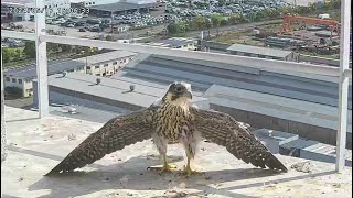 Osaka Peregrine Falcons/2024-05-17/ Chicks in the afternoon