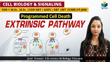 EXTRINSIC PATHWAY OF APOPTOSIS (Part-4) | CSIR NET | GATE | M.Sc. | B.Sc.