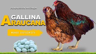 ✅ Gallina Araucana 🐔