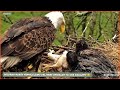 Decorah eagles north  mom delivers hawklet to eaglets  lessons in defeathering  5424