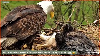 DECORAH EAGLES NORTH ~ MOM DELIVERS HAWKLET TO EAGLETS!  LESSONS IN DEFEATHERING!  5/4/24