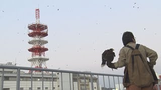 カラス追い払いへタカ活用 松山中心部で試験開始・愛媛新聞 カラス追い払いへタカ活用 松山中心部で試験開始・愛媛新聞