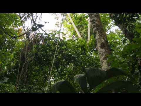 Video: Spuren Alter Riesen Im Dschungel Gefunden - Alternative Ansicht
