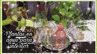  Plantas de interior en agua  para decorar tu hogar