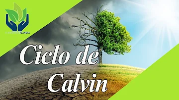 ¿Cuál es el producto final más importante del ciclo de Calvin?