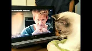 Gordon Ramsay Teaches Cat to Knead Dough || ViralHog