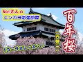 No.39『百年桜』(吉幾三)【Noriさんの1コーラスレッスン】