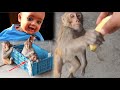 आज़ बाबू कृष्णा ने खूब Enjoy किया | Krishna Babu Vanar Sena New Vlog | Monkeys Viral Video