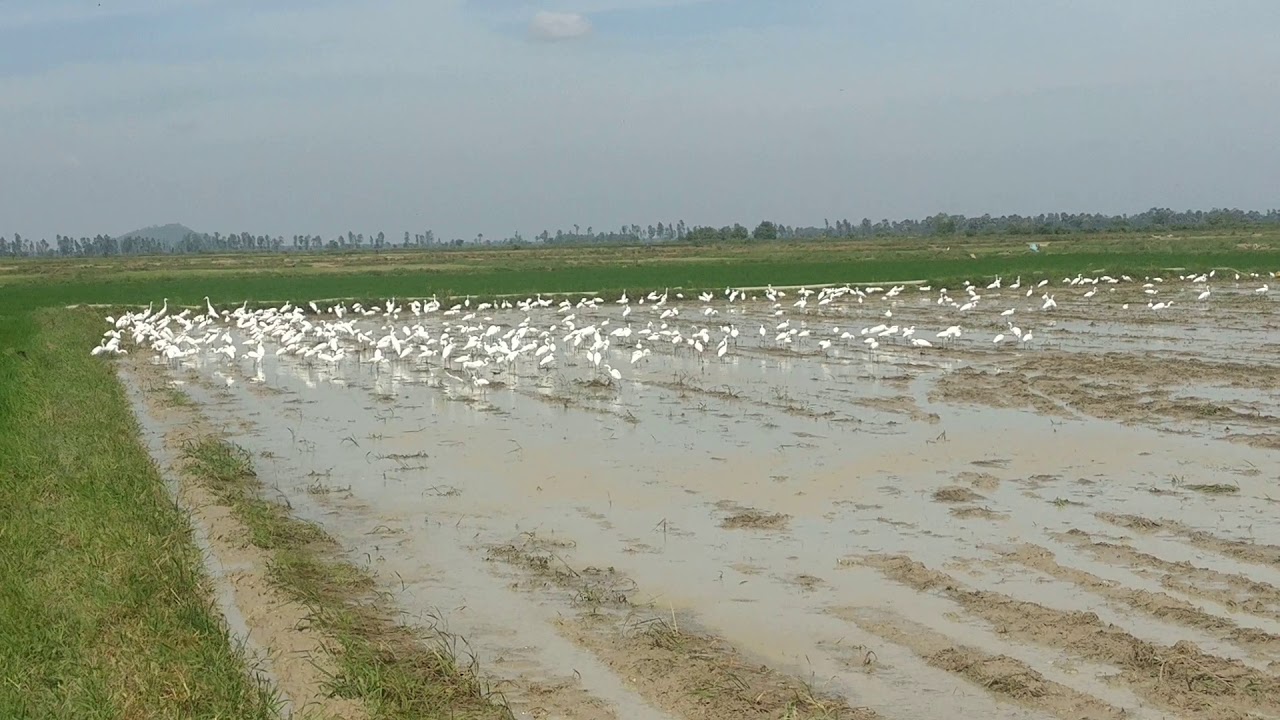 Beautiful White Birds in Rice Field at Country Side / Amazing Birds