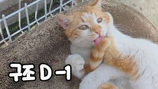 두렵고 외로운 점이가..간식보다 더 간절했던 '이곳' #고양이#간택#구조
