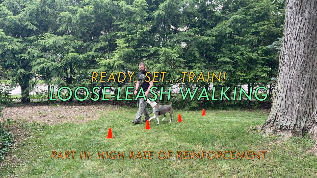 Loose-Leash Walking | Part Three: High Rate of Reinforcement | Ready, Set…Train!