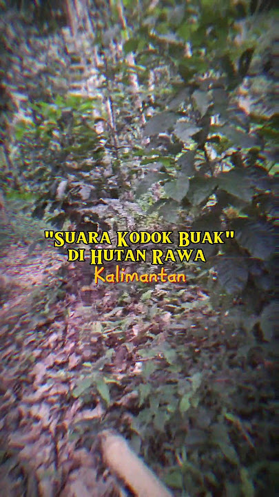 suara kodok buak di hutan rawa kalimantan#suarakodok#suarakodokbuak#hutanrawa#hutan#kalimantan