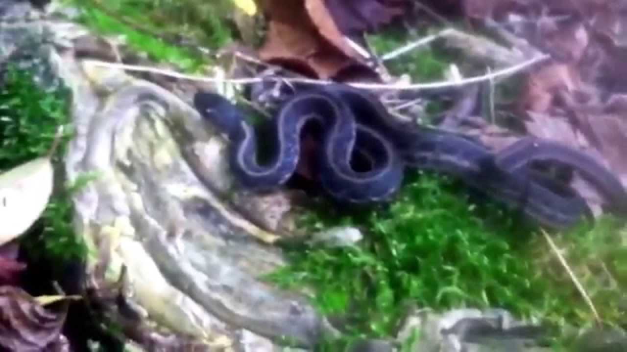 aquarium plants Garter snake