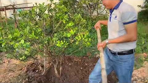 Hướng dẫn Nông dân tạo bồn cho Bưởi Ruby