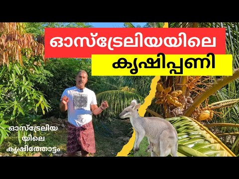 Video thumbnail for കങ്കാരുക്കൾക്കൊപ്പം കൃഷി