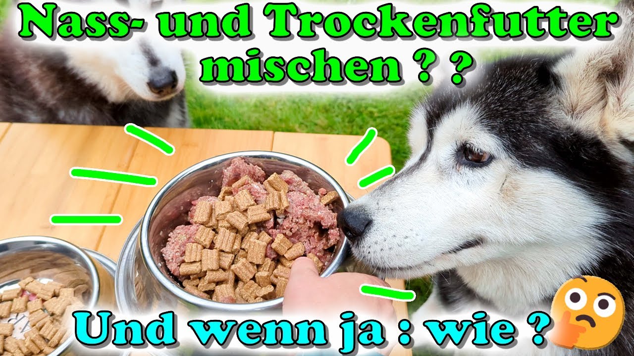 Nassfutter und Trockenfutter mischen: Ja / Nein? Unserse langjhrige  Erfahrung & der richtige Mix!