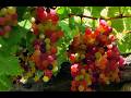 624. Be Blessed part-1 by   PASTOR. ELEAZAR[SATYANARAYANA]