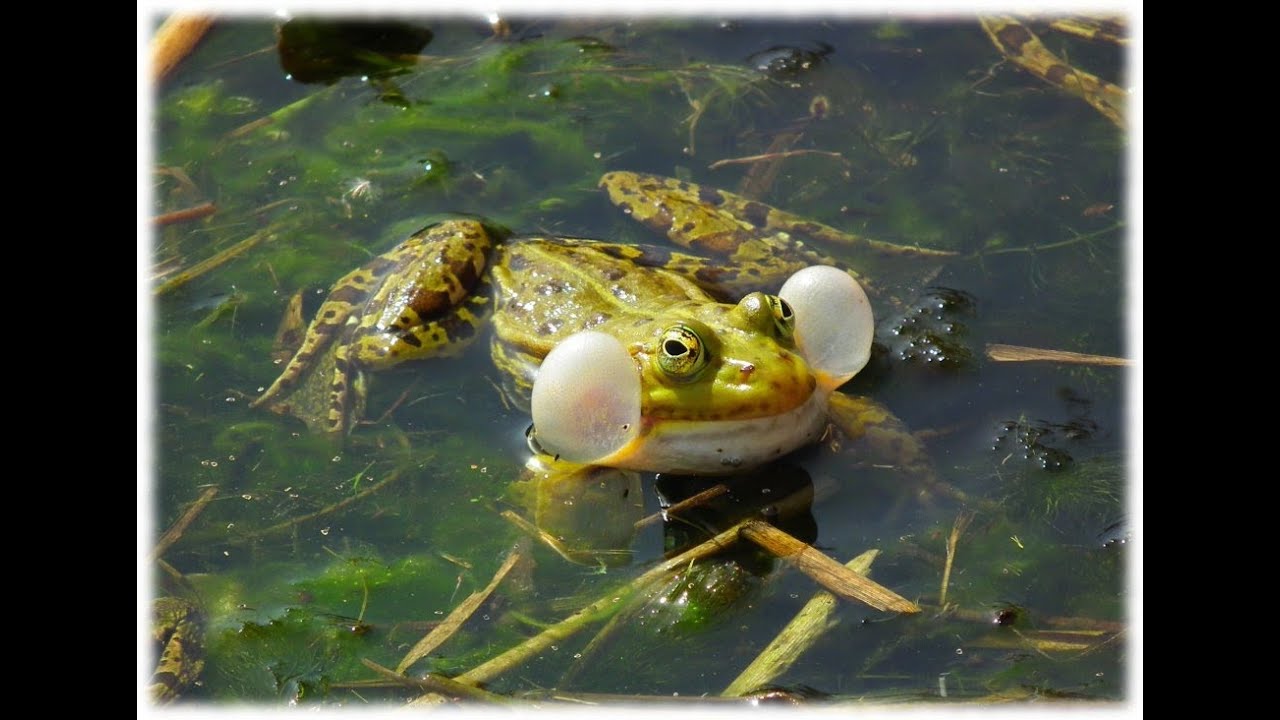 Grenouille rieuse - chant aux décanteurs de Hollogne-sur-Geer 