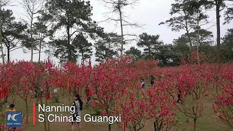 Peach blossom paradise in S China's Guangxi - DayDayNews