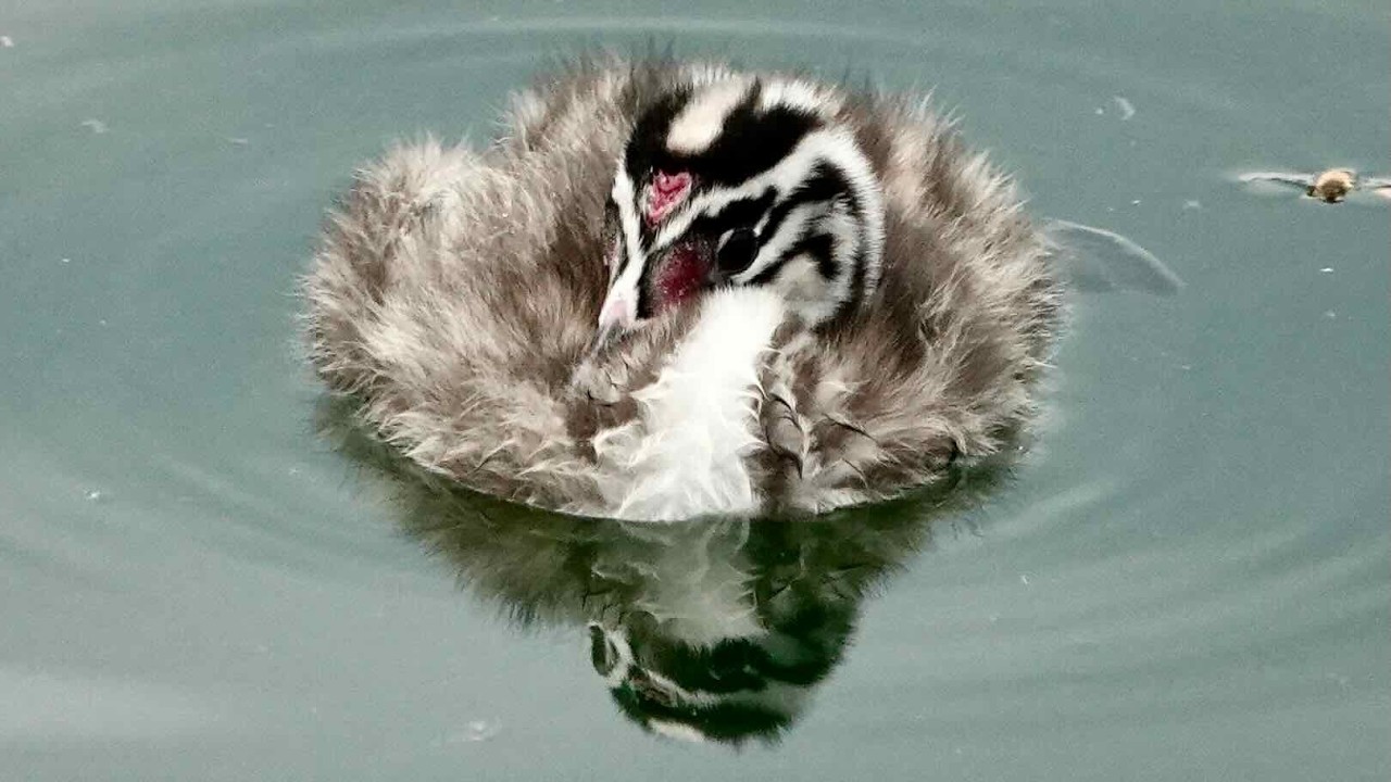 Piccoli svassi : prime immersioni