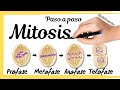 MITOSIS (Paso a Paso)