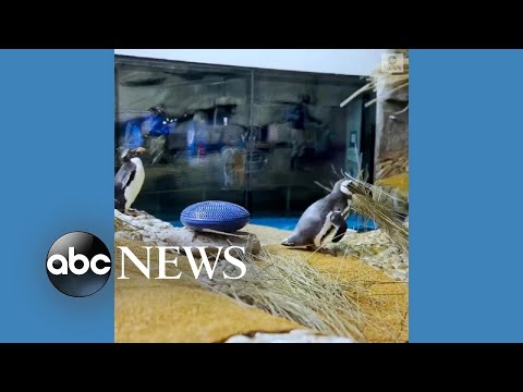 Video: Hišni ljubljenček: Chicago Aquarium pomaga reševati afriške pingvine, Bao Bao ji naredi prvenec