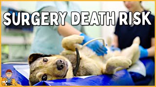 Don't let your dog have surgery until you know this (death risk in 2024) by Our Pets Health 837 views 1 month ago 9 minutes, 15 seconds