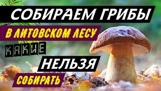 Идём по грибы в Литве / Какие грибы нельзя собирать/Чего следует опасаться
