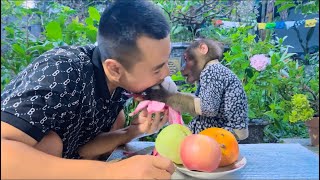 Monkey Sun and Dad eat delicious fresh fruit together